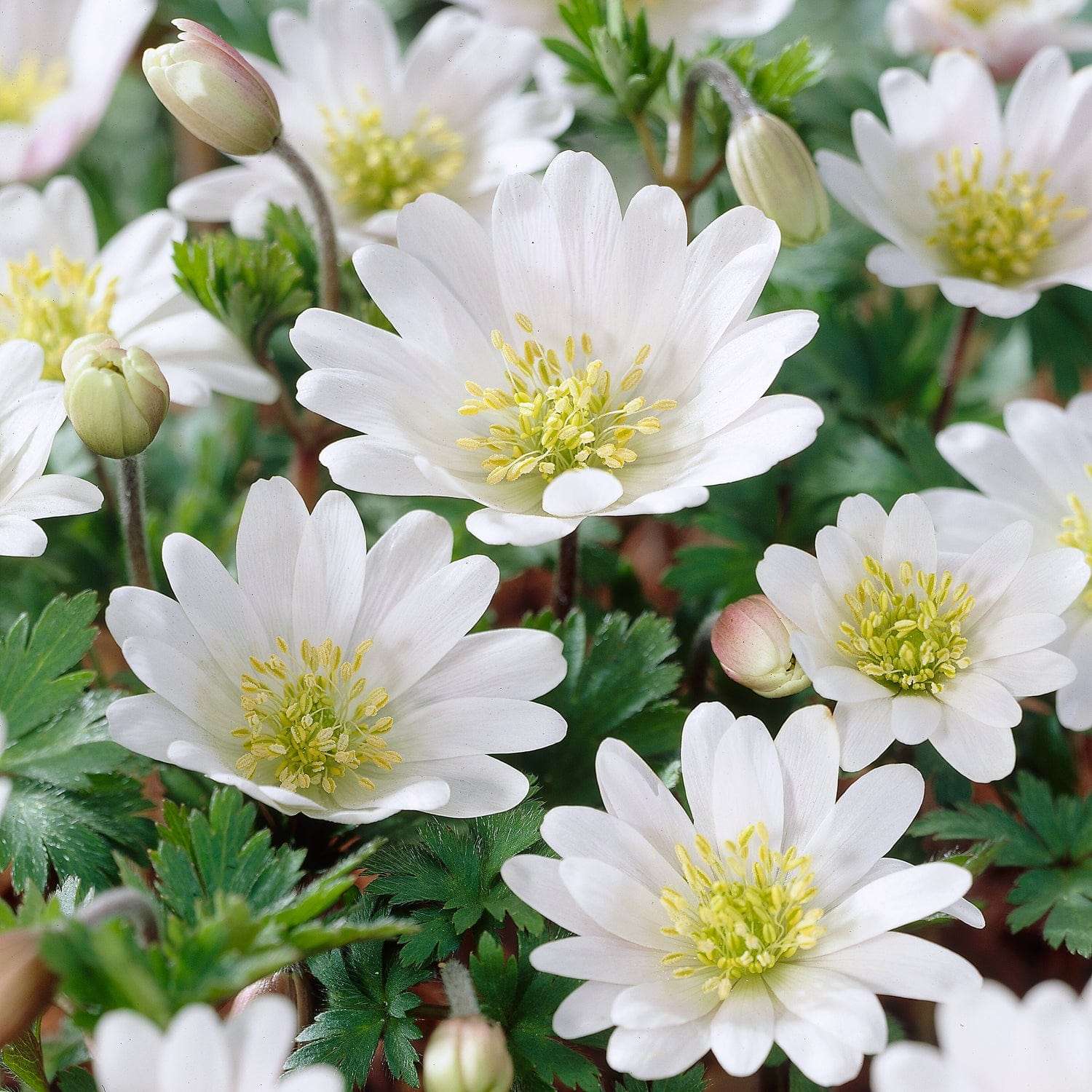 Anemone 'White Splendour' - Anemone